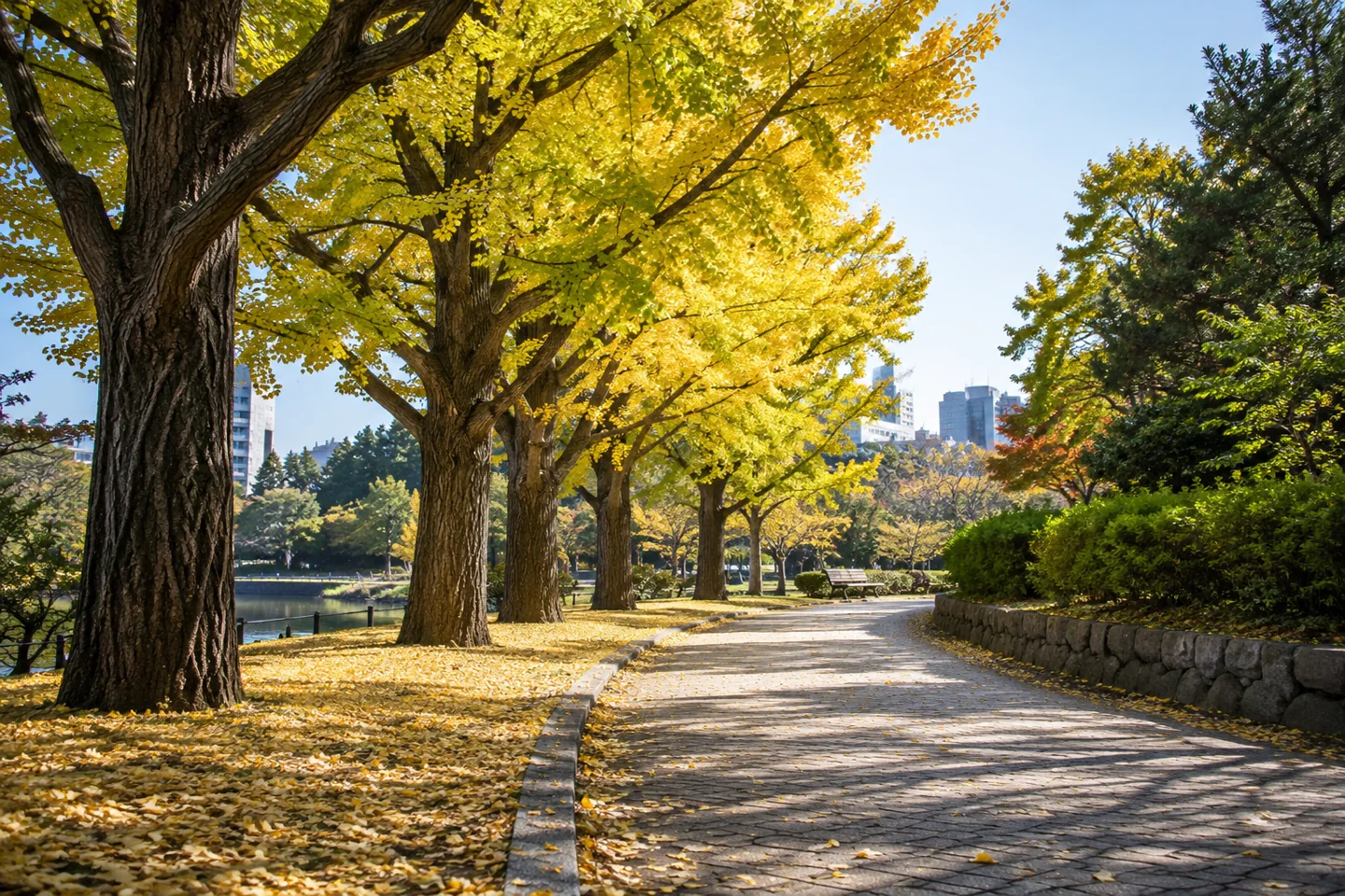 Um caminho vazio de parque faz uma curva sob árvores de ginkgo ao meio-dia